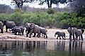 Elephants In Angola