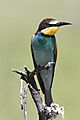 European bee-eater 1