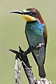 European bee-eater 2