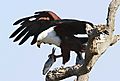 Fish Eagle with fish 3