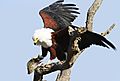 Fish Eagle with fish 2
