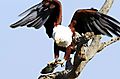 Fish Eagle with fish