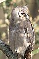 Giant Eagle owl