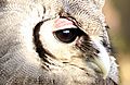 Giant Eagle Owl 5