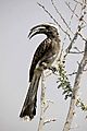 Grey Hornbill