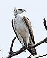 Juvinile Martial Eagle