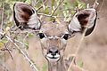 Kudu Female
