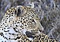 Leopard 15