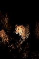 Leopard in the dark 1