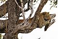 Leopard in tree Kruger 1