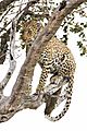 Leopard in Tree Kruger 2