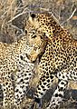 Leopard mother and son