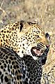 Leopard Sabi 1