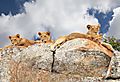Lion cubs on rocks