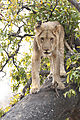 Lion In A Tree 2