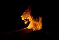Lion in the dark