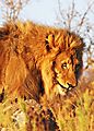 Lion Namibia 2