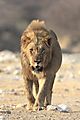 Lion walking into Chudop