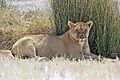 Lioness in the shade