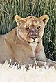 Lioness in the shade 2