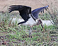 Marabou Stork At Sunset Dam