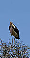 Marabou Stork In Tree