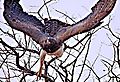 Martial Eagle launching