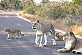 Mom and cubs on the road