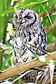 Scops owl 2