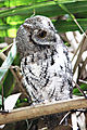 Scops owl 3
