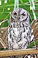 Scops owl 4