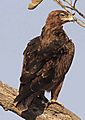 Tawney eagle