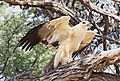 Tawney Eagle