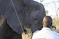 Tracker Close To Elephant