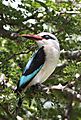 Woodland Kingfisher Kruger 1