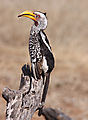 Yellowbilled Hornbill
