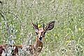 Young Male Steenbok