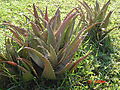 Ogakla-Cactus