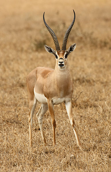 Grants Gazelle. photo, Amboseli Kenya Africa