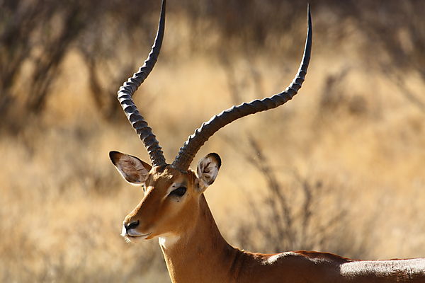 Common Impala Antelope photo, Samburu Kenya Africa