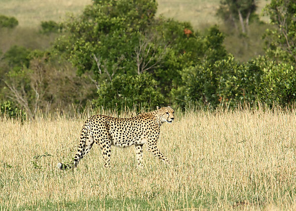 Cheetah On The Hunt....