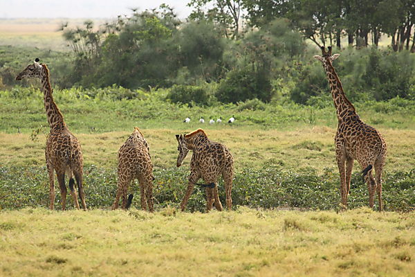 Giraffes At The Waterhole