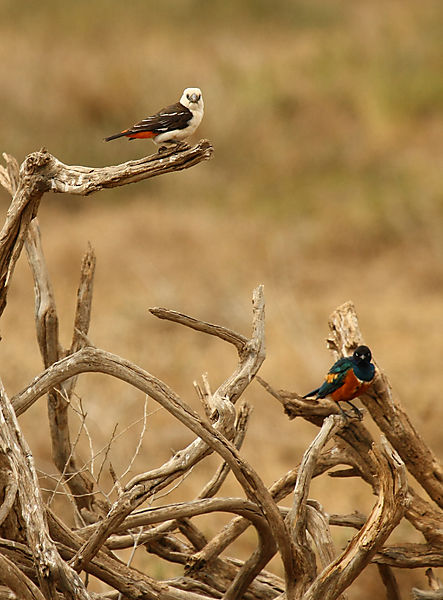 White-headed Buffalo Weaver And Superb Starling.