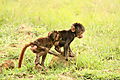 Baby Baboons In Naivasha.