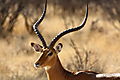 Common Impala Antelope