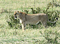 Lioness Protecting Her Hunt.....