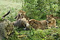 Lions At Naivasha.