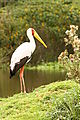 Yellow-billed Stork At Nakuru.