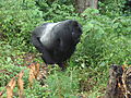 Gorilla in Bwindi