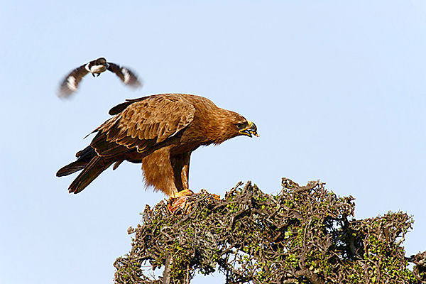 Eagle Meeting In Masai Mara